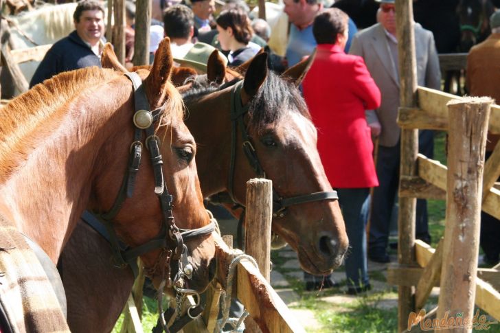 As Quendas 2009
Caballos en la feria
