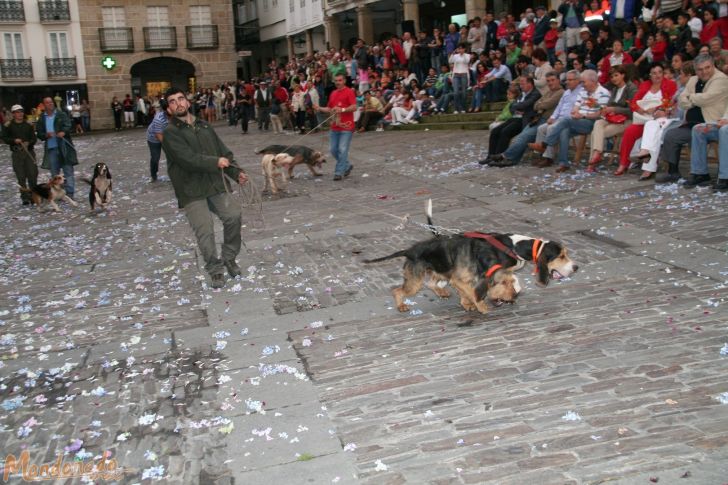 Nocturno para aullidos y pezuñas
Perros siguiendo el rastro
