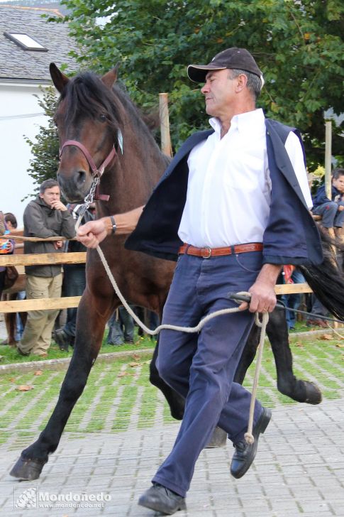 Concurso morfológico
Trotando
