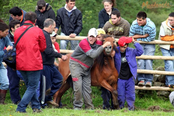 Rapa das Bestas
Intentando tumbar un caballo
