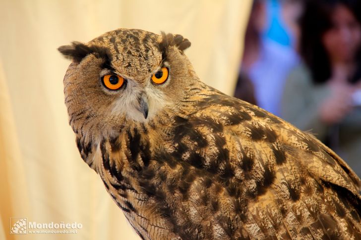 Sábado
Aves
