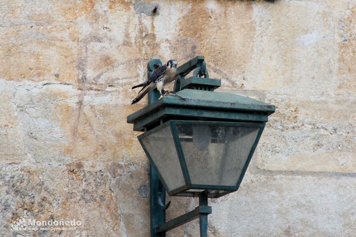 Sábado
Aves de cetrería

